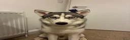 Siberian Husky dogs for stud: 🐾Handsome Blue-Eyed Siberian Husky Stud🤍 in Glasgow - Advert 15