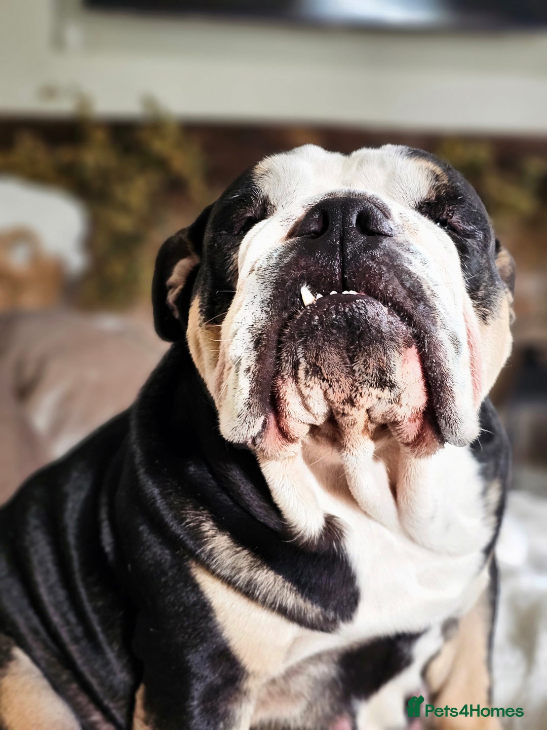 English Bulldog dogs for sale: KC Reg English Bulldogs Champion Bloodlines  - Image 2
