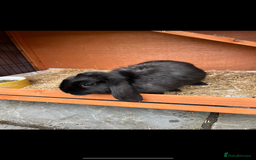 Sussex rabbits for sale: Floppy eared rabbit  - Image 3