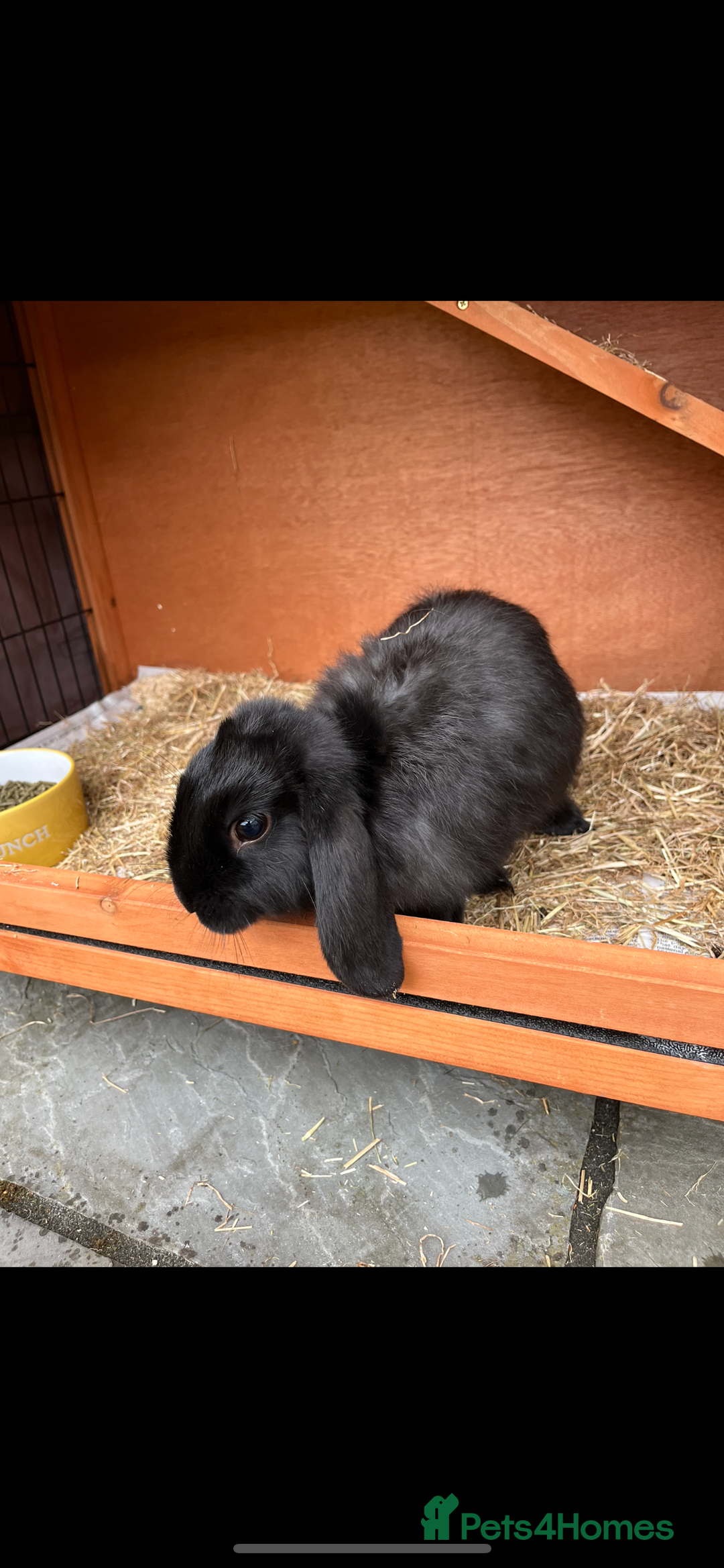Sussex rabbits for sale: Floppy eared rabbit  - Image 3