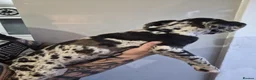 Cane Corso dogs for sale: Exotic Cane Corso Pups - Advert 10