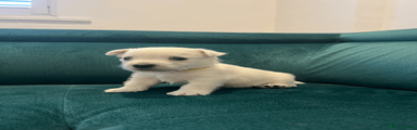 West Highland Terrier Puppy 2