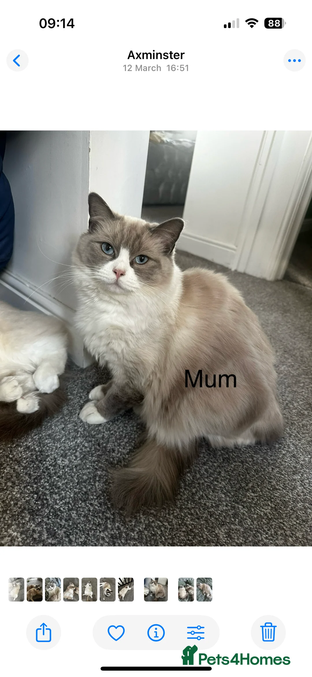 Ragdoll cats for sale: 🐾 Reluctantly Looking for Loving Forever Homes 🐾 in Axminster - Advert 2