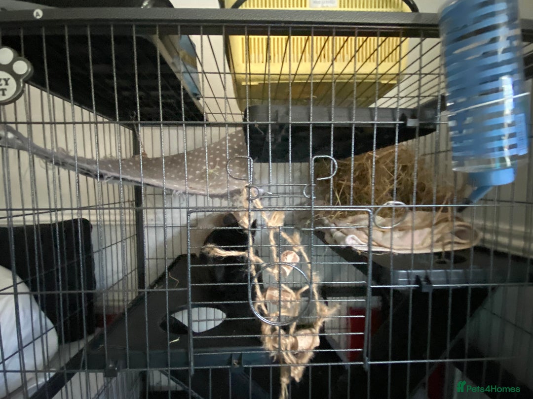Chinchilla rodents for sale: Chinchillas for sale  - Image 12