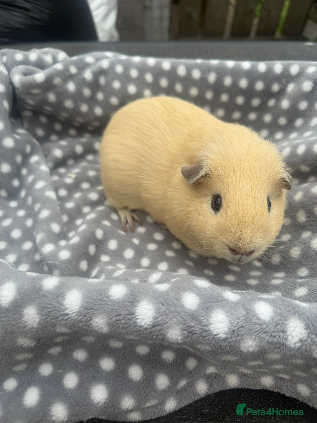 Guinea Pig rodents for sale: Dark eyed cream boar  - Image 3