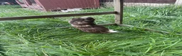 Guinea Pig rodents for sale: Two male guinea pigs need rehoming  in Heanor - Advert 4