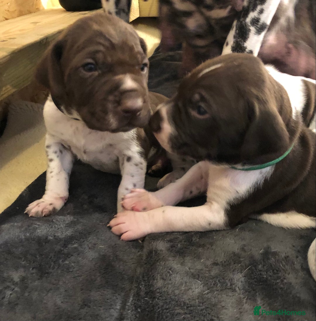 German Shorthaired Pointer dogs for sale: ALL RESERVED  - Advert 20