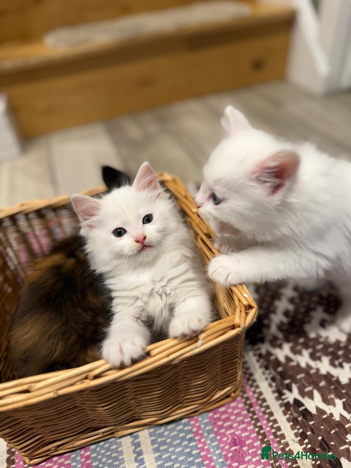 Turkish Angora cats Turkish Angora Playful Kittens - Advert 3