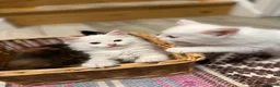 Turkish Angora cats for sale: Turkish Angora Playful Kittens - Advert 3