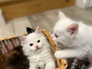 Turkish Angora cats Turkish Angora Playful Kittens - Advert 3