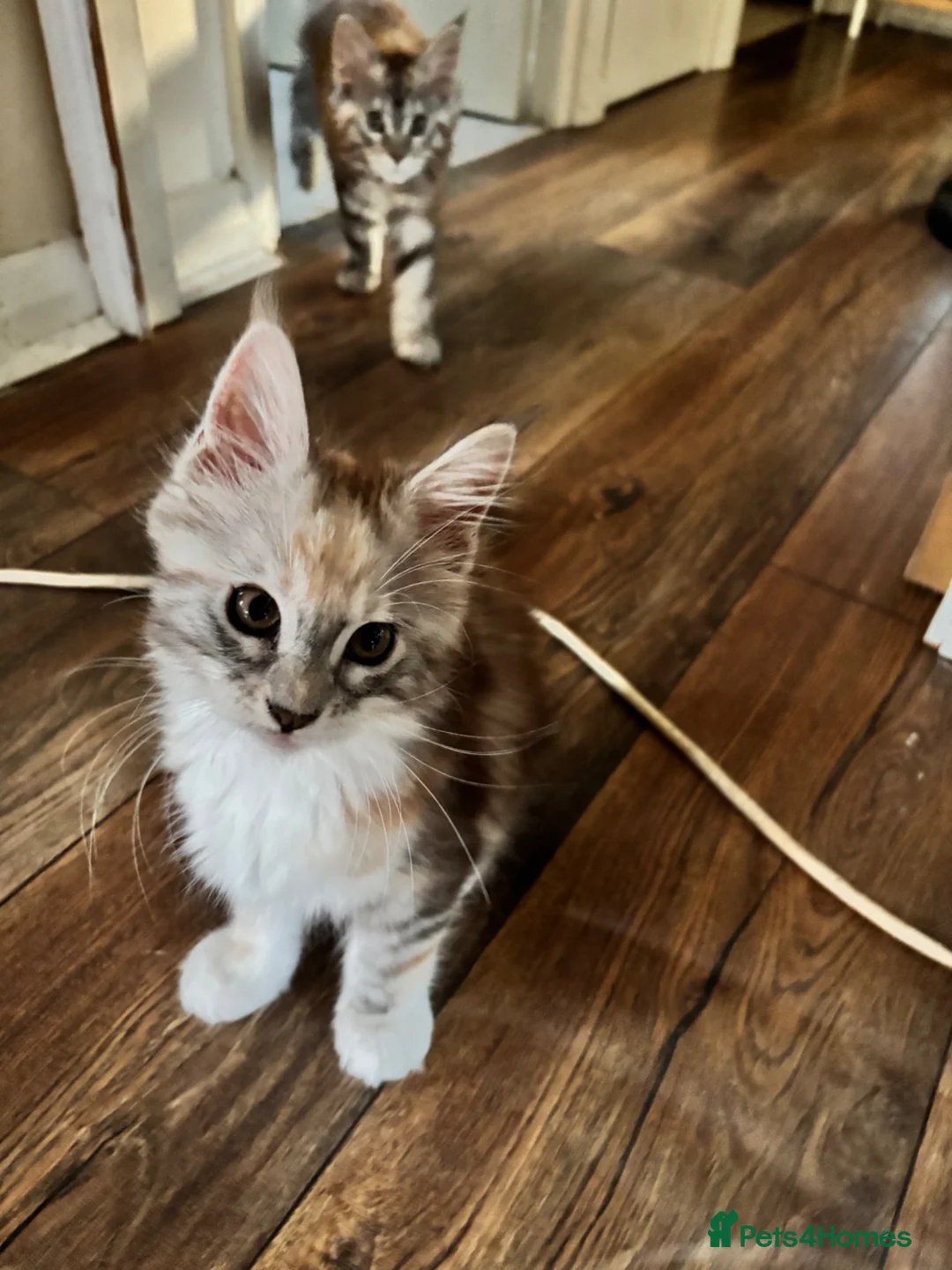 Maine Coon cats for sale: Last available kitten  - Advert 2
