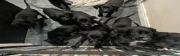 Mixed Breed dogs for sale: Beautiful puppies ready for forever homes in Preston - Advert 22