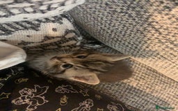 British Longhair cats for sale: Kitten for sale -Highbridge- - Image 1
