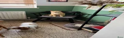 Mixed Breed cats for sale: Loving Homes Needed for Our Much-Loved Cats  in Pwllheli - Advert 8