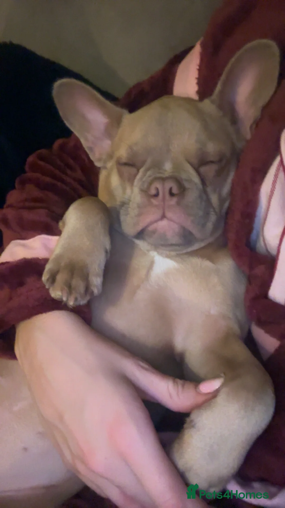 French Bulldog dogs for sale: Daisy - Advert 5