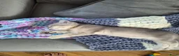 British Shorthair cats for sale: Golden British babies - Advert 15