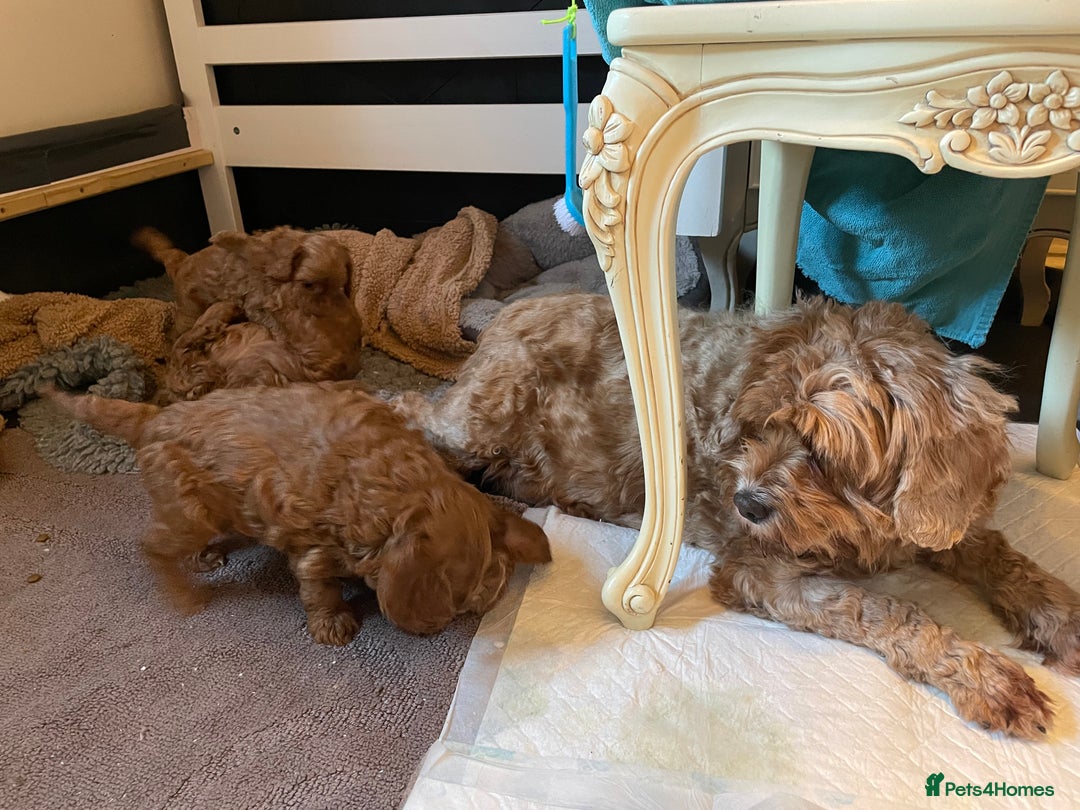 Cavapoo dogs for sale: F1b Cavapoooo  - Advert 2