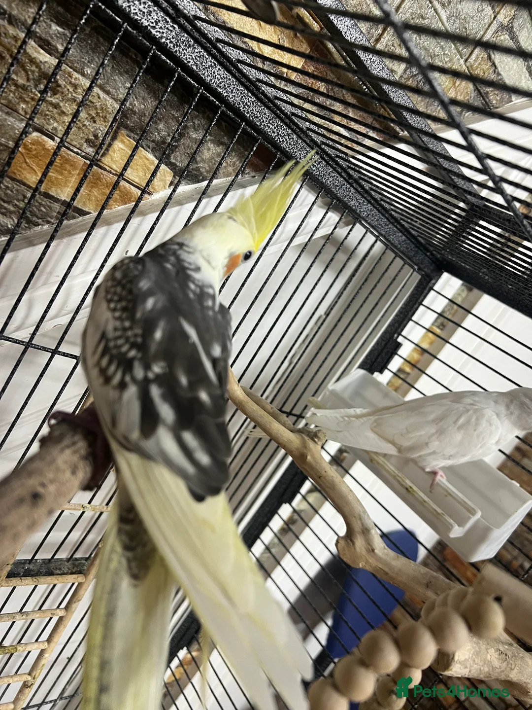 Cockatiels birds for sale: Baby Cockatiels  - Advert 9