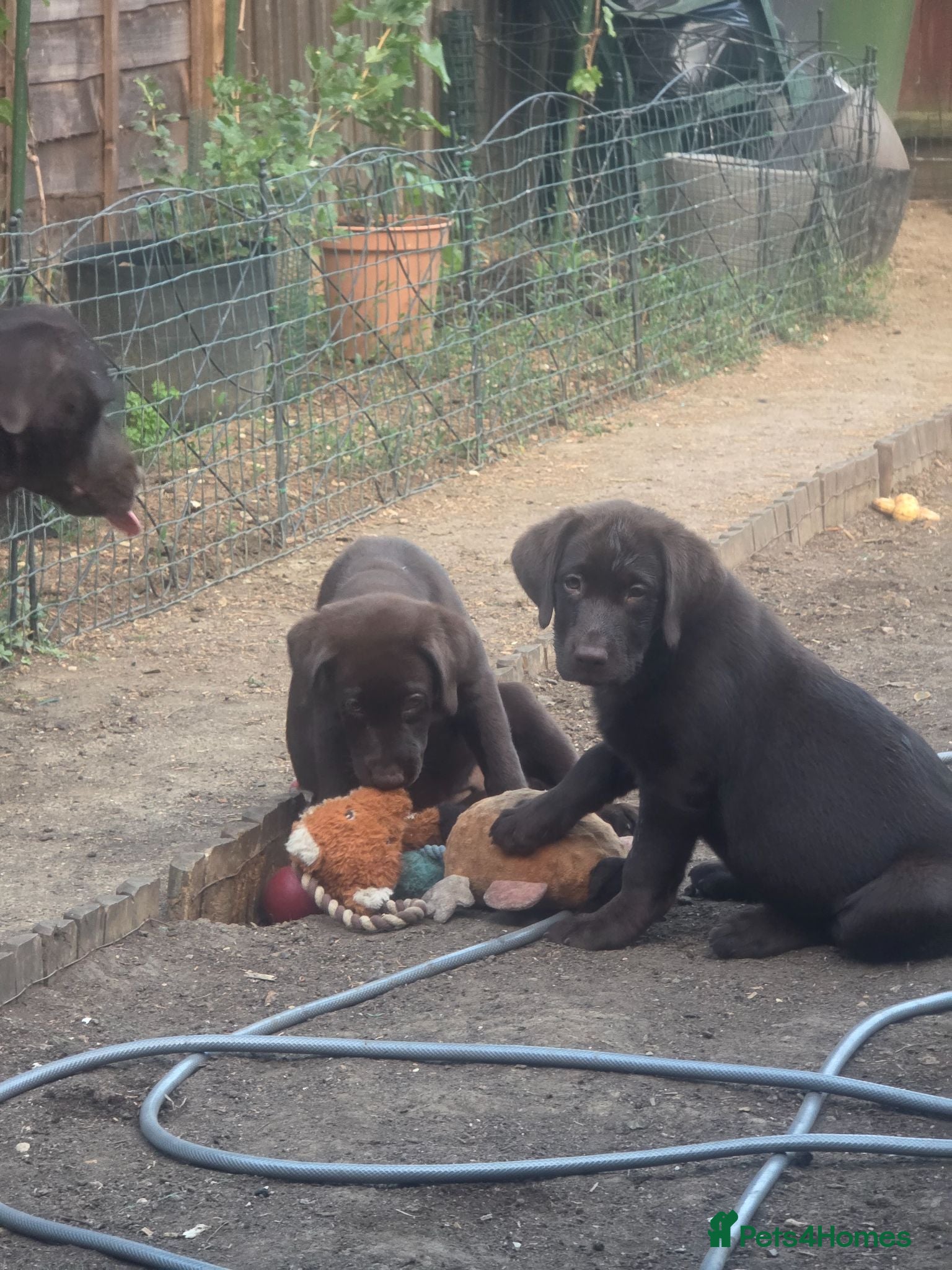 Labrador Retriever dogs Ready now - Advert 2