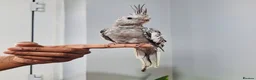 Cockatiels birds for sale: Beautiful baby hand tamed cockatiels for sale. - Advert 8