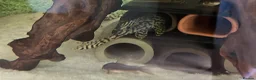 Plecos fish for sale: L236sw proven breeding adults.  - Advert 2