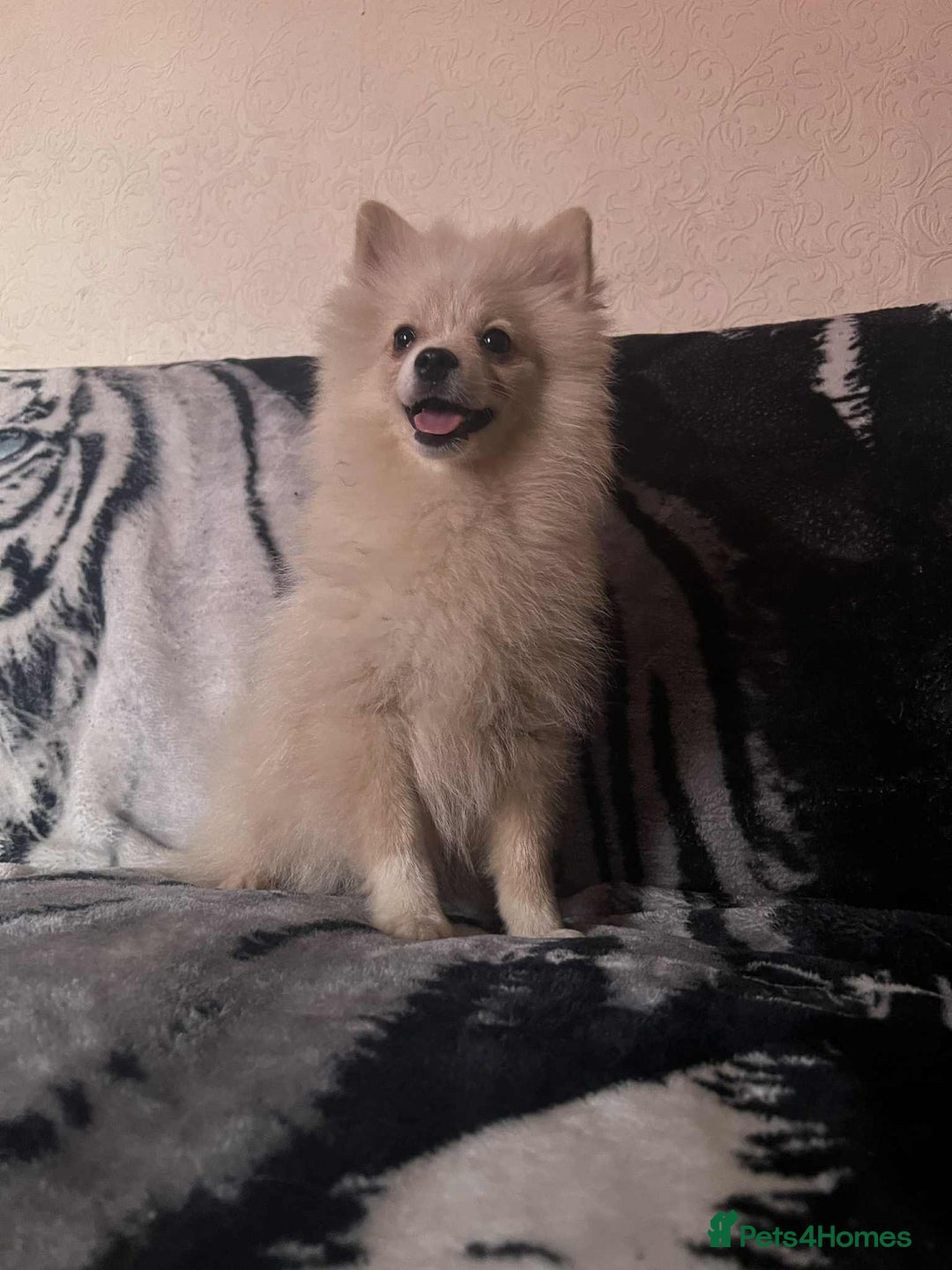 Pomeranian dogs for sale: 4 beautiful Pomeranian's looking for forever home  - Image 1
