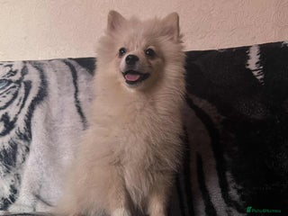 Pomeranian dogs - Advert 29