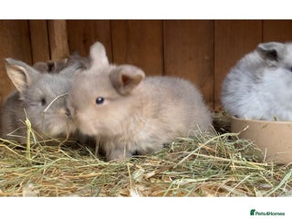 Mini Lop rabbits - Advert 27