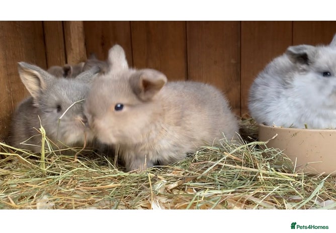 Mini Lop rabbits - Advert 2