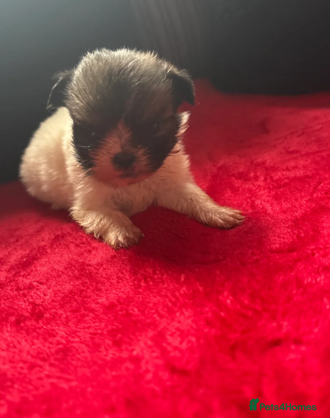 Shih Tzu dogs for sale: Shih Tzu - Advert 6
