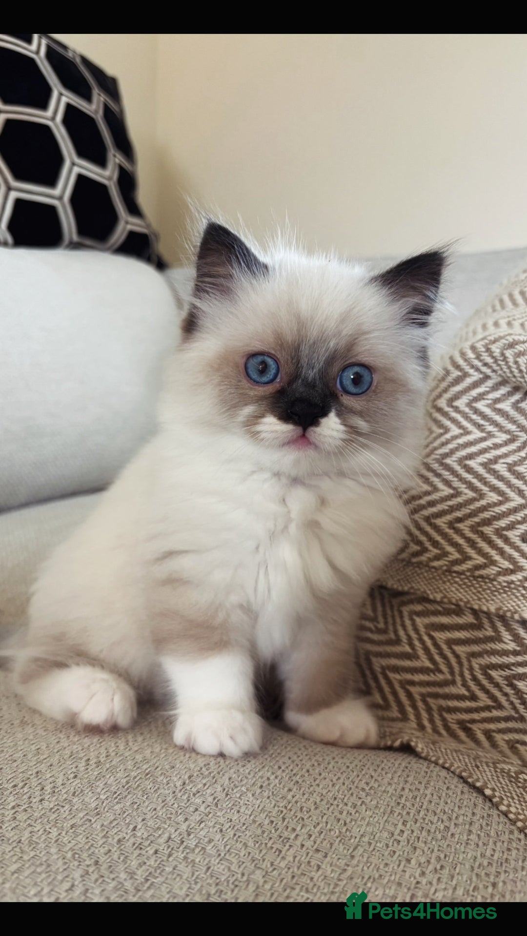 Ragdoll cats for sale: Stunning Ragdoll kitten  - Advert 7