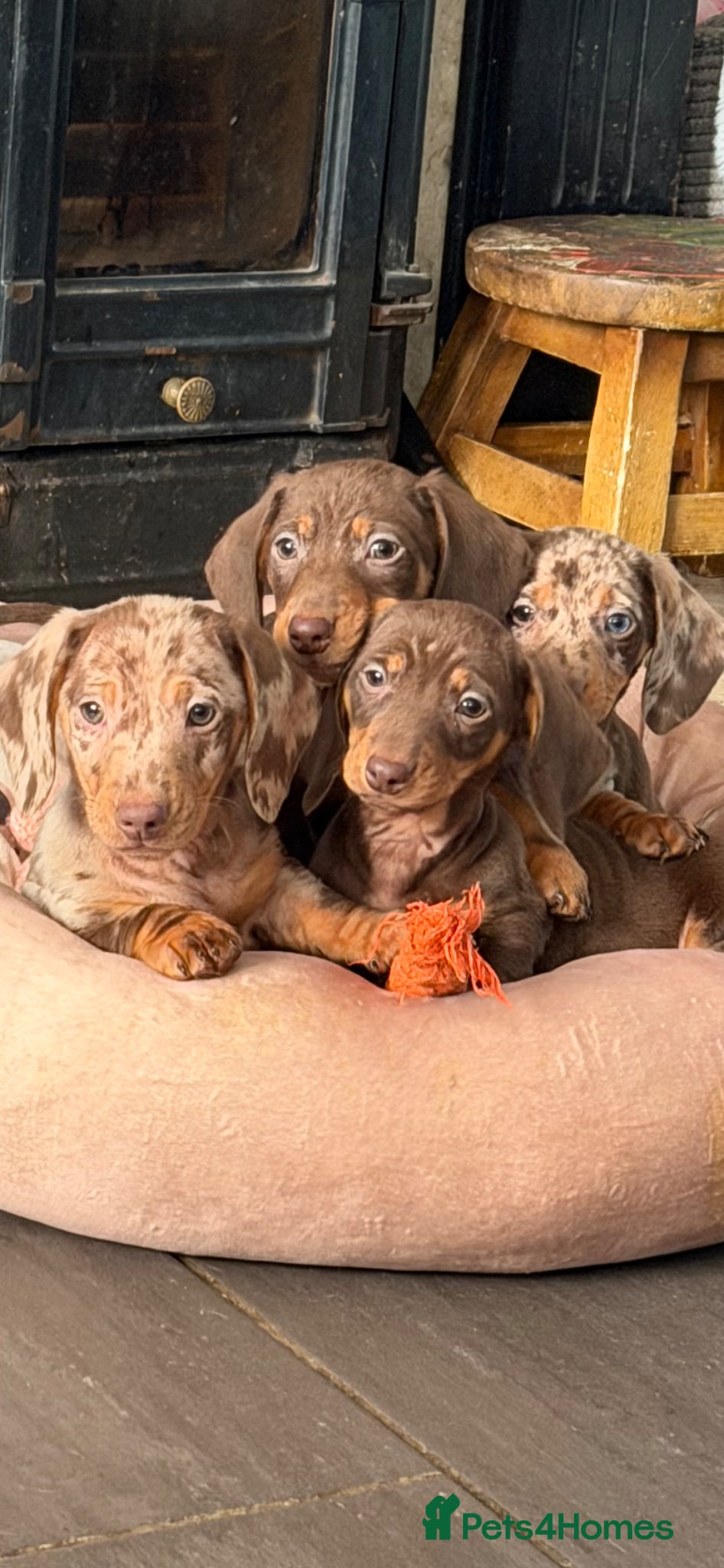 Miniature Dachshund dogs Miniature dachshund puppies  - Advert 18