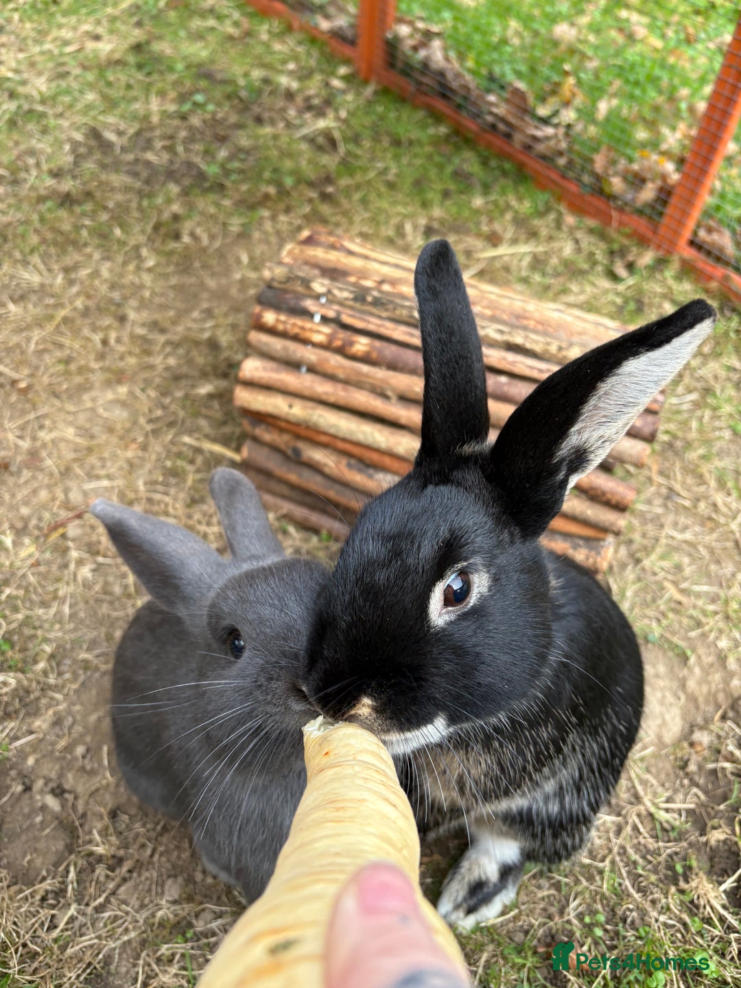 Mixed Breed rabbits for sale: 2 beautiful boys - Advert 2
