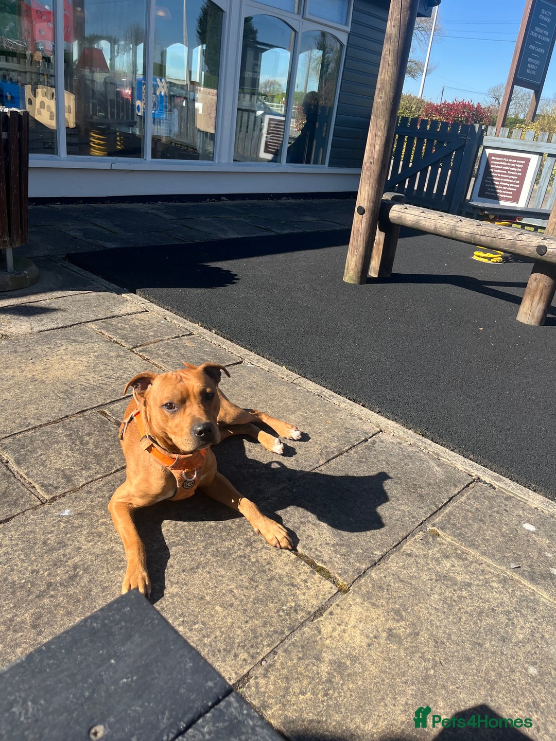 Mixed Breed dogs for sale: Staffy mixed breed - Image 8