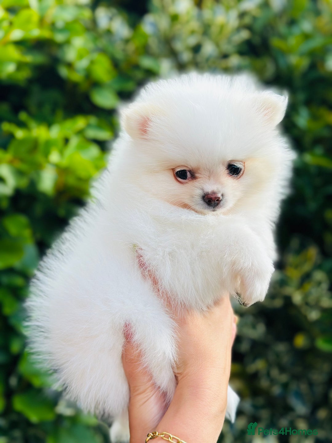 Pomeranian dogs for sale: 3 Gorgeous Pomeranian Puppies-Ready for New Homes - Image 16