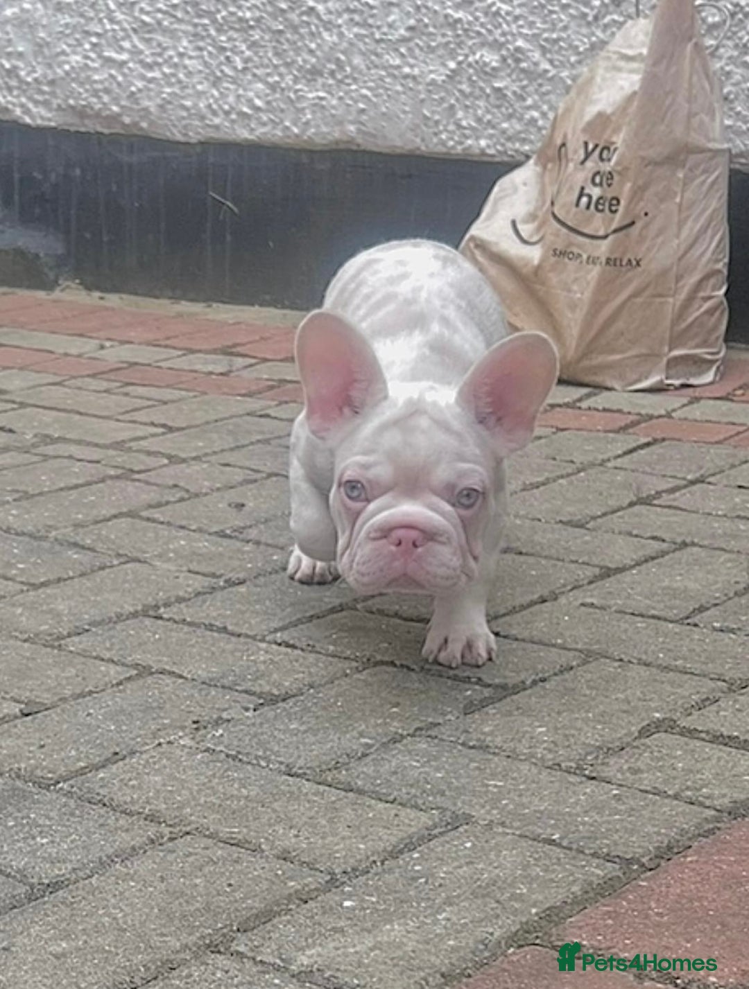 French Bulldog dogs for sale: Caramel Pink Husky Koi Male Puppy - Advert 7