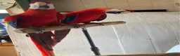 Macaws birds for sale: Pair of Scarlet Macaws - Advert 8
