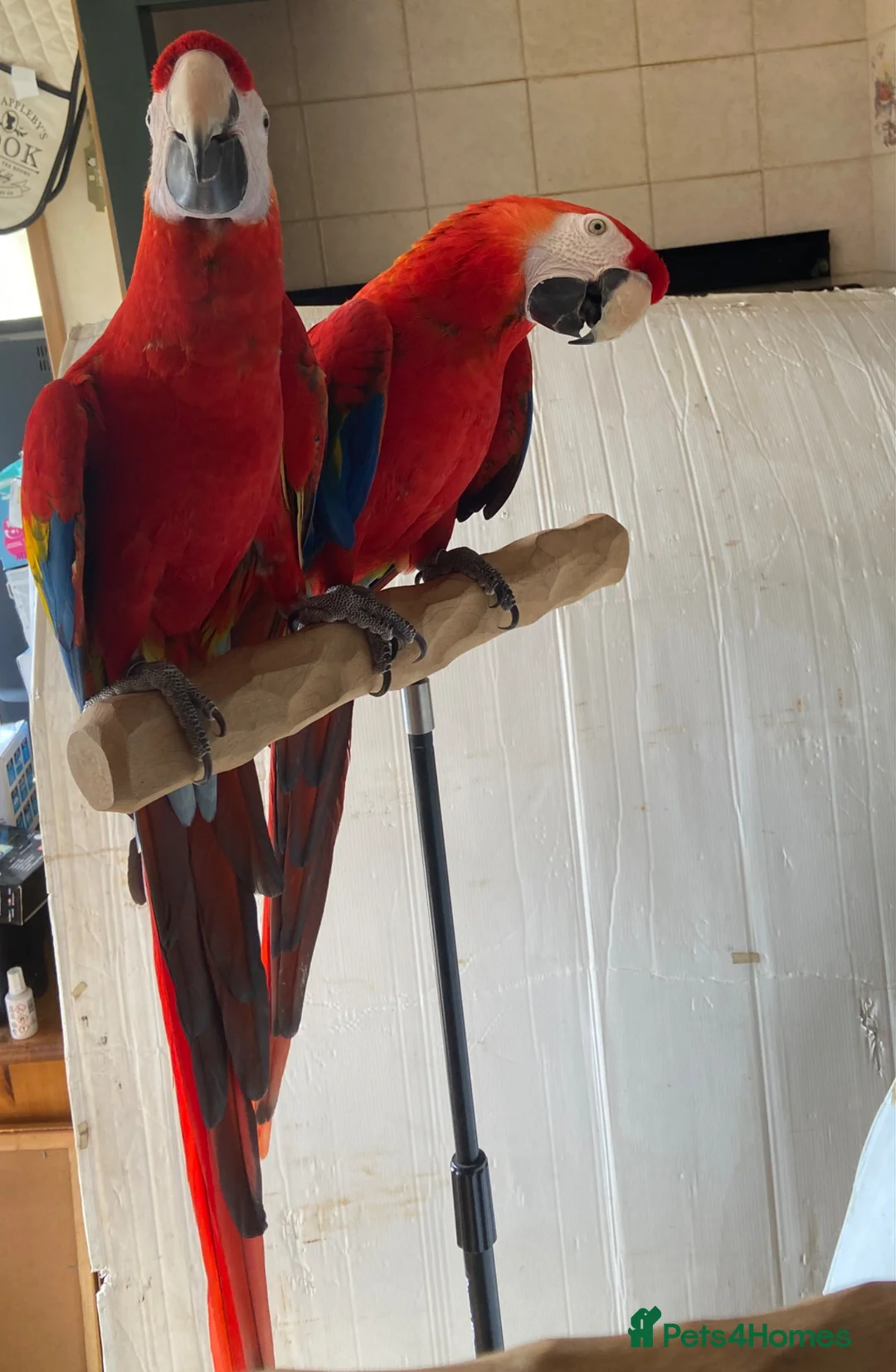 Macaws birds for sale: Pair of Scarlet Macaws - Advert 8