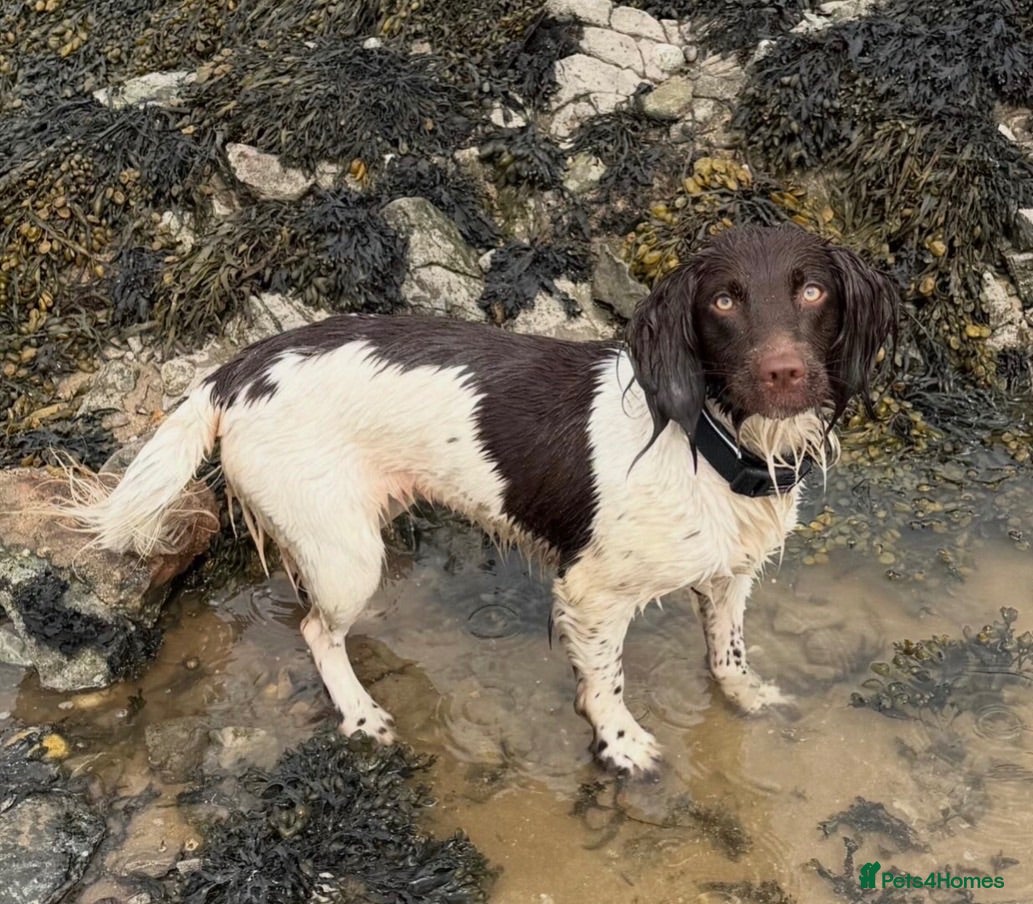 English Springer Spaniel dogs Springer spaniel female  - Advert 1
