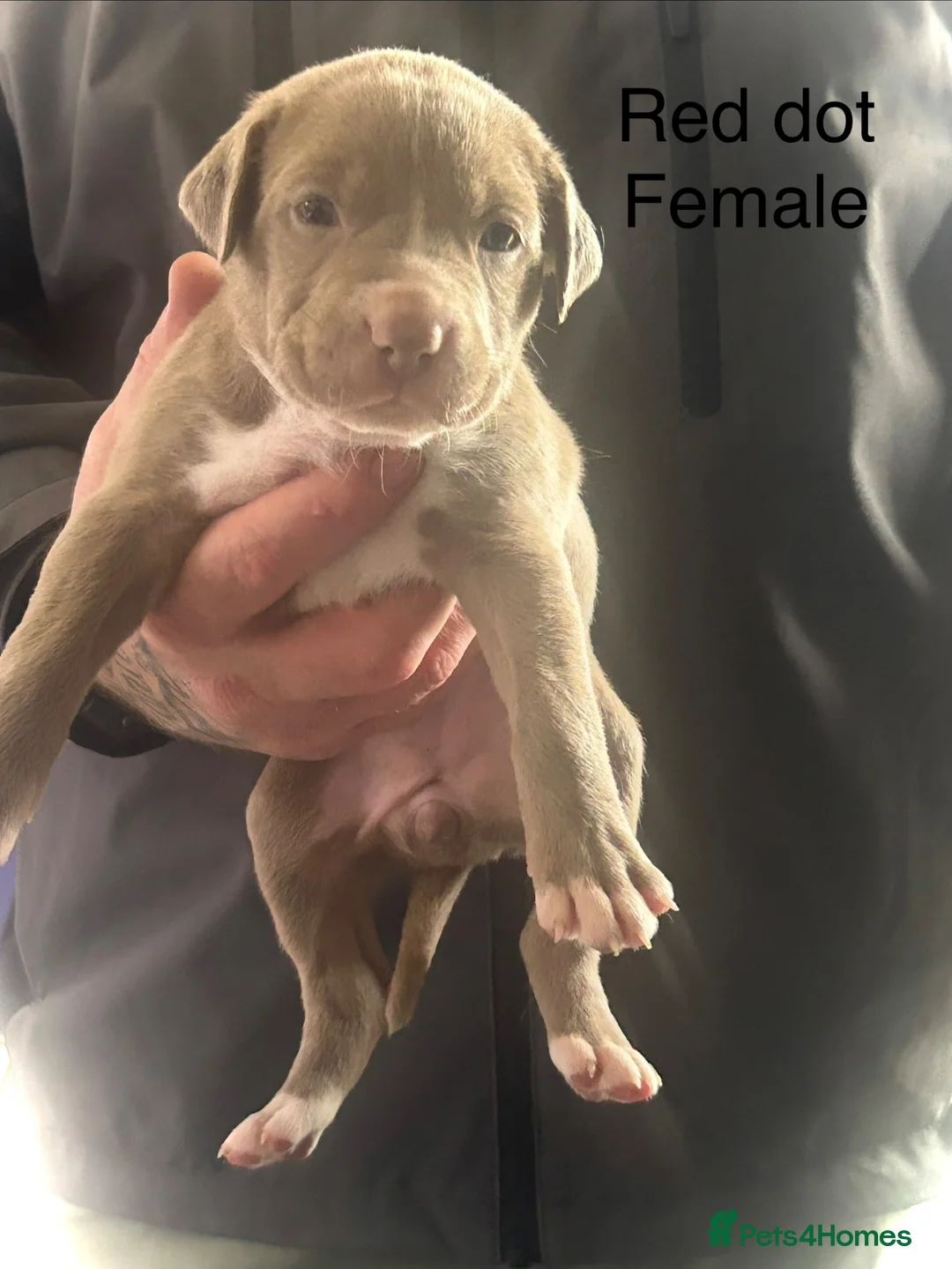 Mixed Breed dogs for sale: American bulldog puppies in Reading - Advert 14