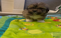 Lhasa Apso dogs for sale: Fabulous KC reg gold male Lhasa apso - Advert 2