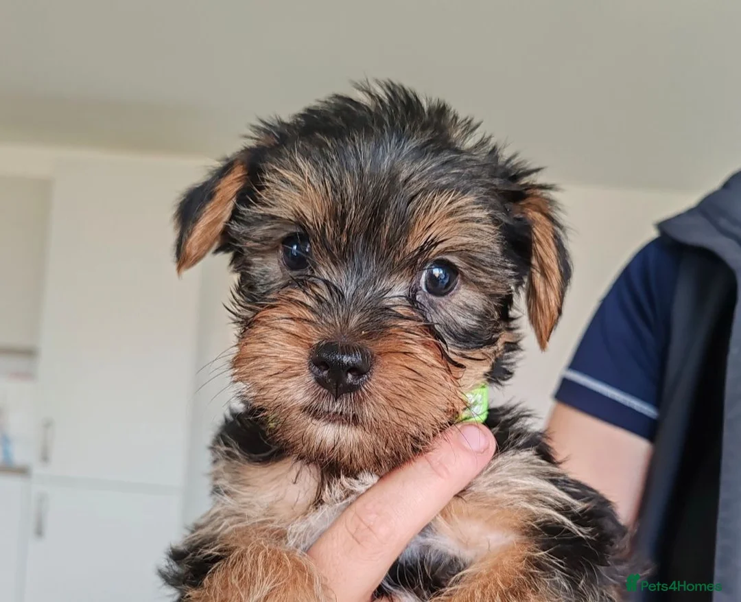 Yorkshire Terrier dogs for sale: Yorkshire terrier puppies  - Advert 1