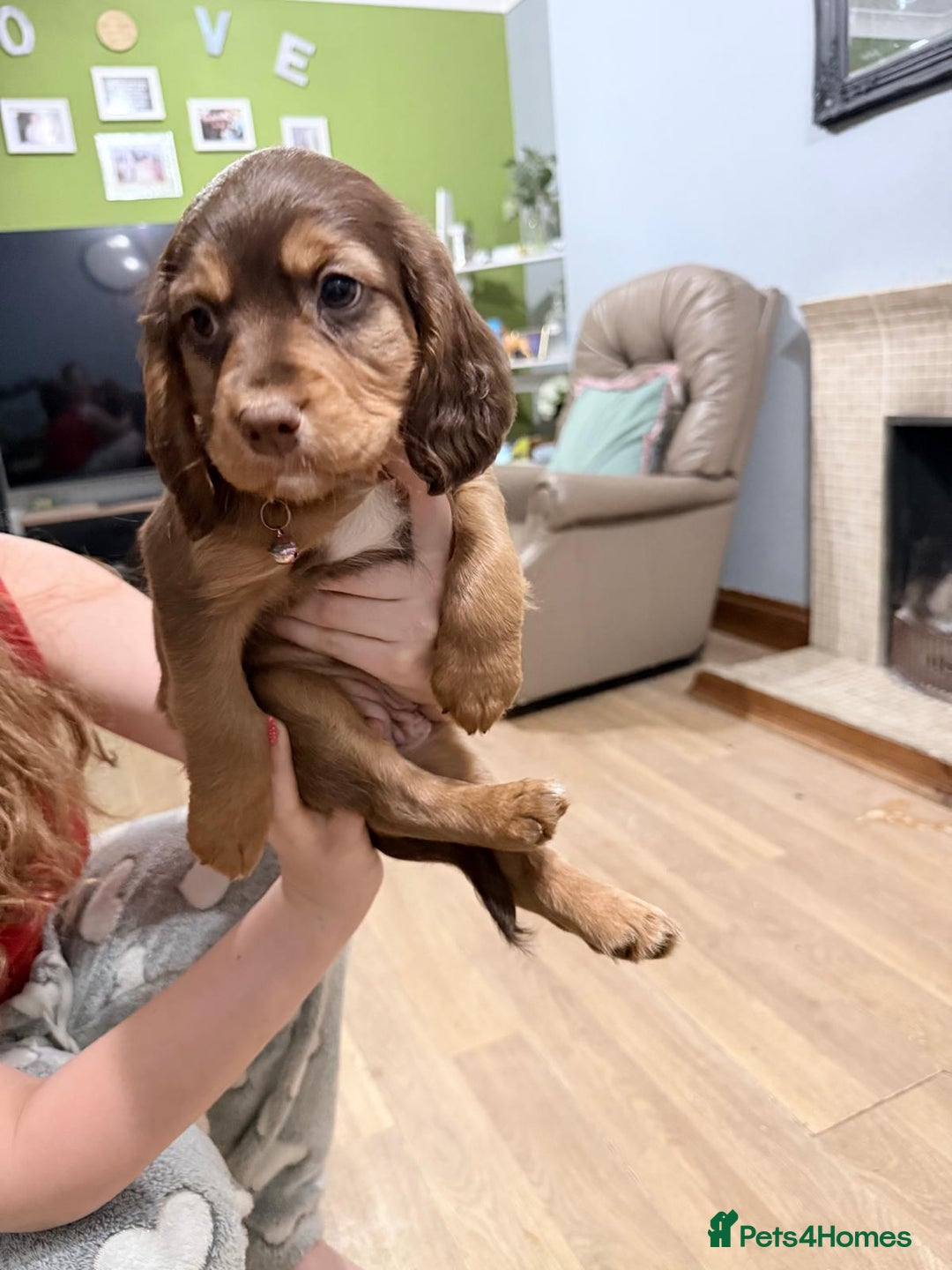 Sprocker dogs for sale: 4 LEFT Sprocker Spaniel Puppies EXCELLENT Breeding - Advert 18
