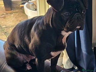 Frug dogs Female Frug -5 years old - Advert 1