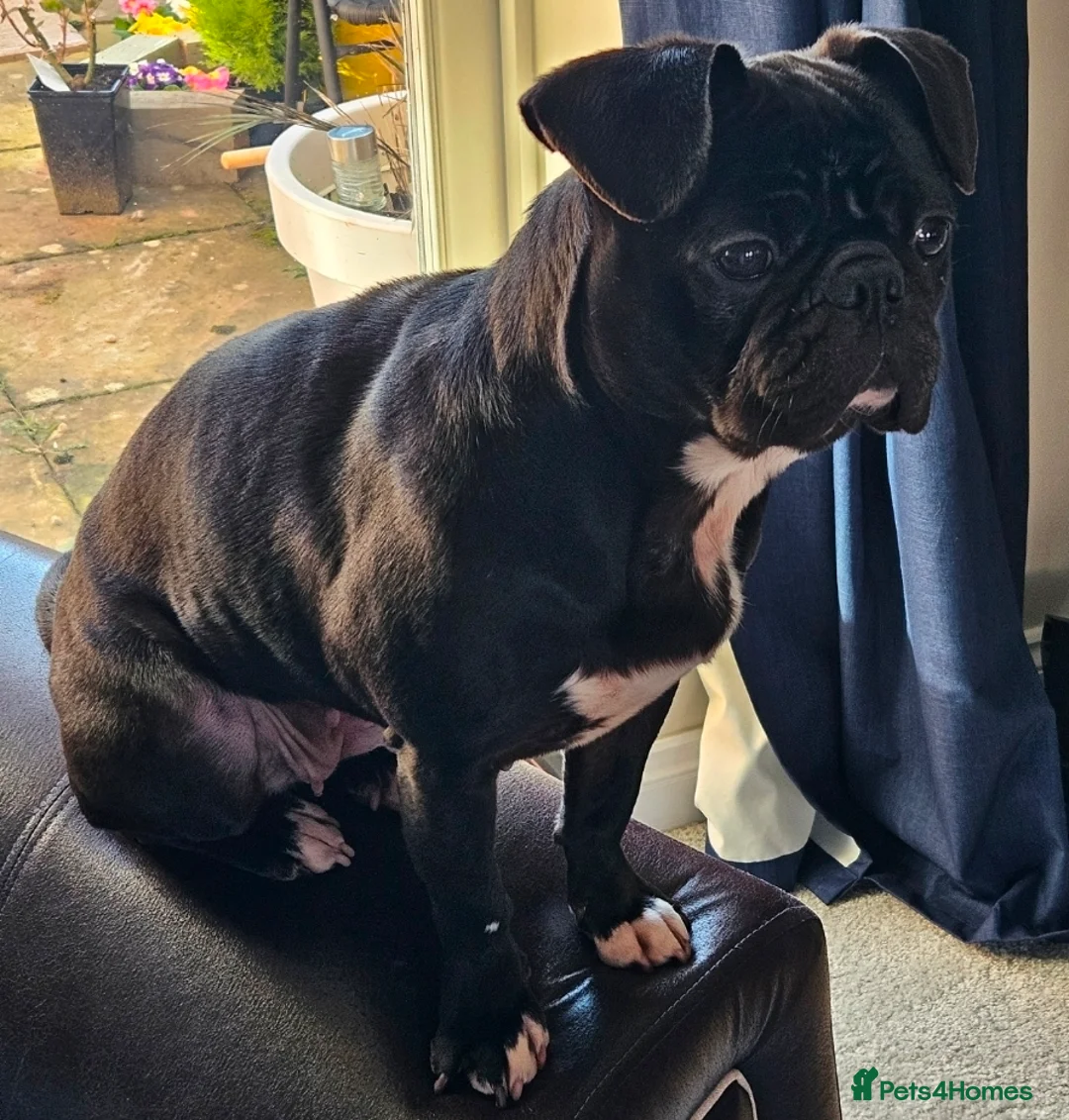 Frug dogs for sale: Female Frug -5 years old - Advert 1