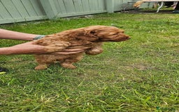 Cockapoo dogs for sale: Beautiful F1 Red Cockapoo Puppies - Image 4