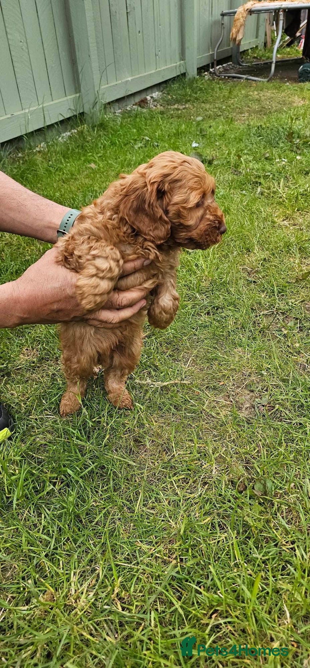 Cockapoo dogs for sale: Beautiful F1 Red Cockapoo Puppies - Image 4
