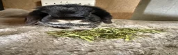 Mini Lop rabbits for sale: Lovely Mini lop girl  - Advert 3