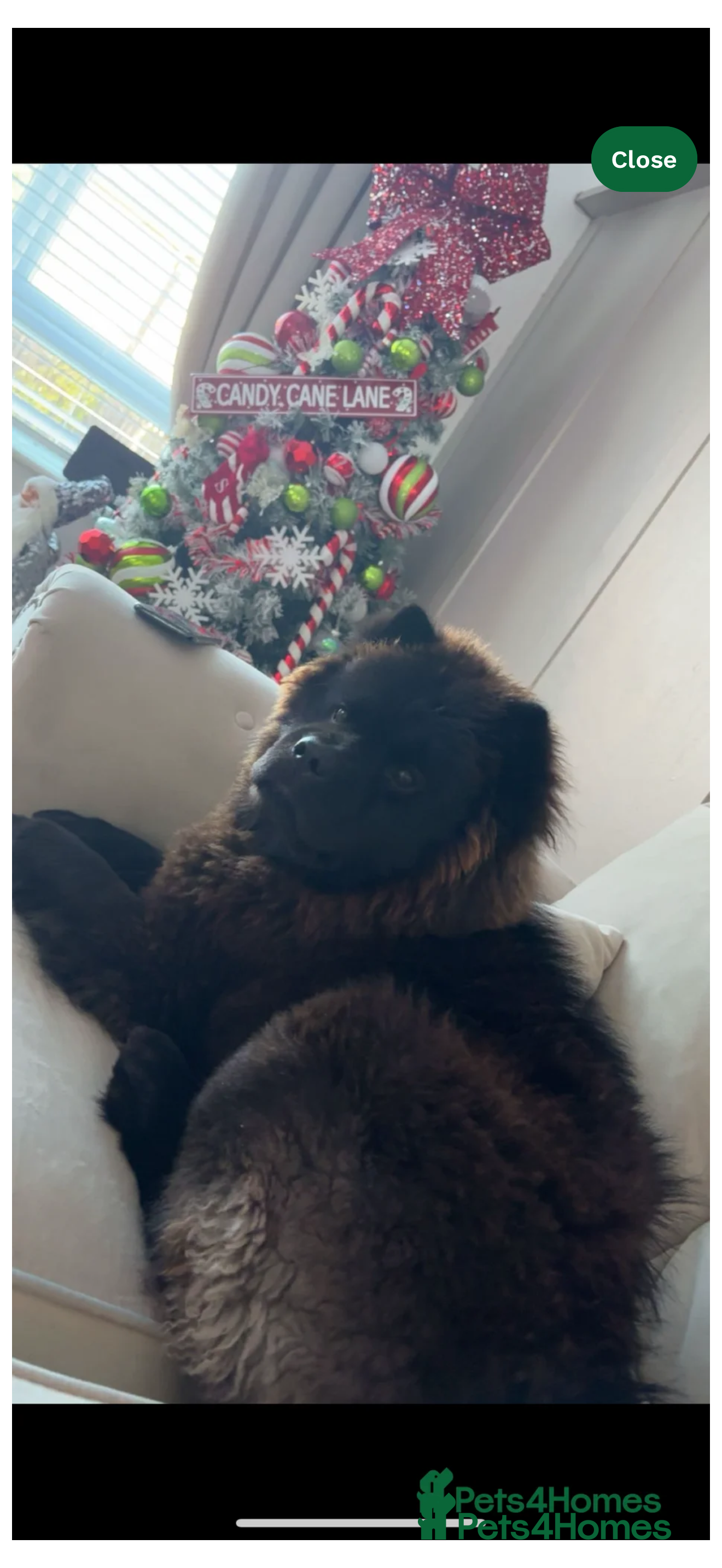 Chow Chow dogs for sale: Bear  - Advert 2