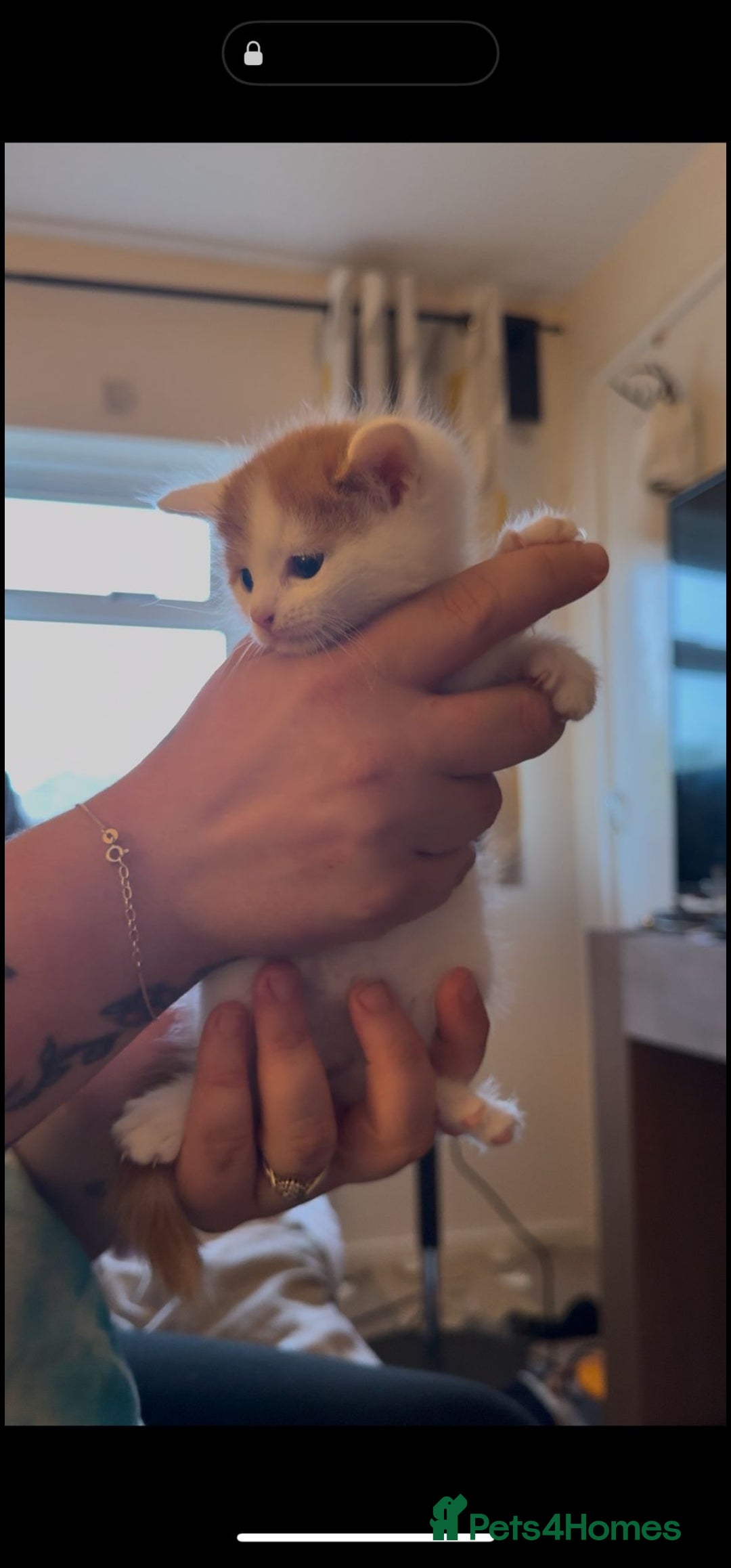 Mixed Breed cats for sale: Adorable kittens available  - Image 3